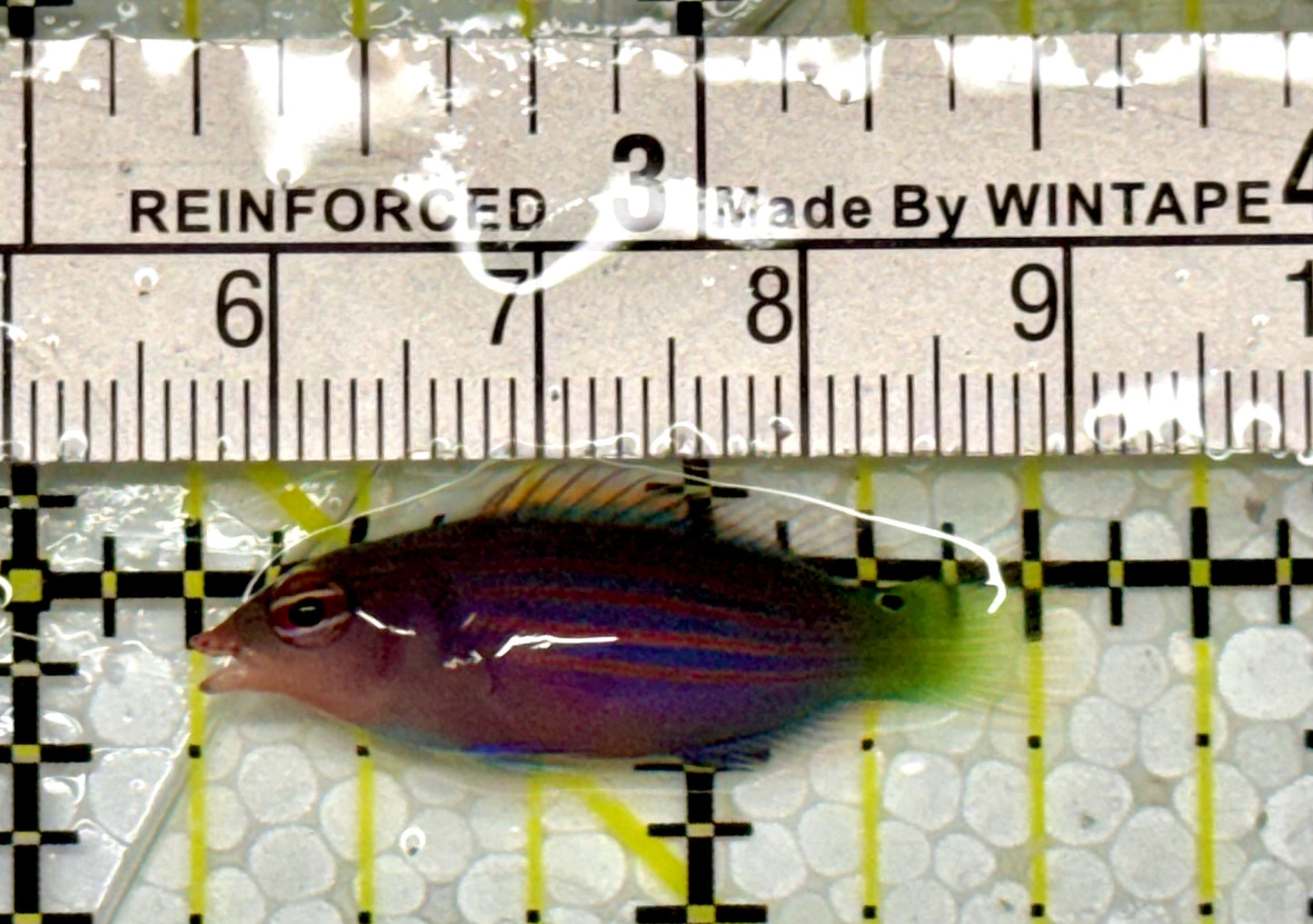 Six Line Wrasse (Phillipines) SLW051302 WYSIWYG Size: S 1.5"