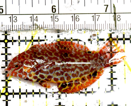Meleagris Leopard Wrasse MLW060602 WYSIWYG Size: M 2.25" approx