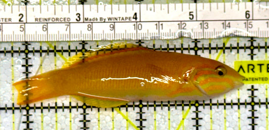 Yellow Banana Wrasse YBW051301 WYSIWYG Size: M 4"