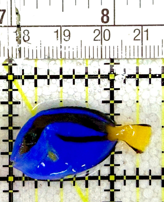 Blue Hippo Tang BHT060701 WYSIWYG Size: Tiny 1.5" approx