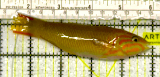 Yellow Banana Wrasse YBW051303 WYSIWYG Size: ML 4.5”