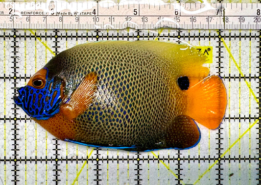 Blueface Angelfish Adult BAF051301 WYSIWYG Size: 5"