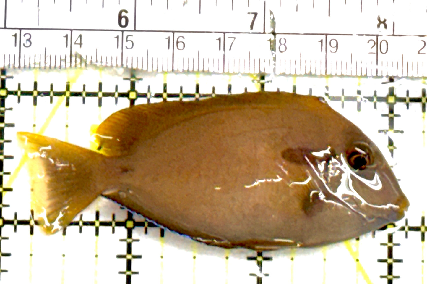 Orange Shoulder Tang Adult OSTA060701 WYSIWYG Size: S 3.25" approx
