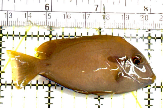 Orange Shoulder Tang Adult OSTA060701 WYSIWYG Size: S 3.25" approx