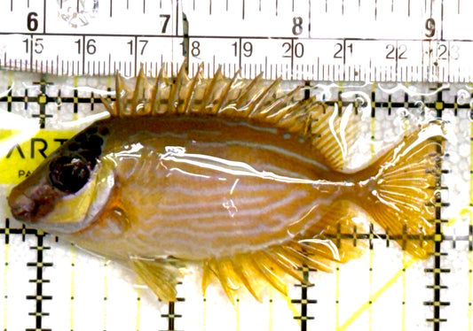 Blue Lined Rabbitfish BLR060701 WYSIWYG Size: M 3.25" approx