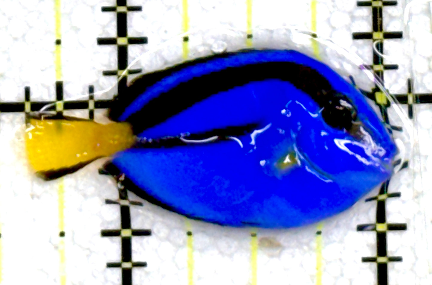Blue Hippo Tang BHT060705 WYSIWYG Size: Tiny 1.5" approx (Copy)