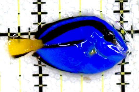 Blue Hippo Tang BHT060705 WYSIWYG Size: Tiny 1.5" approx