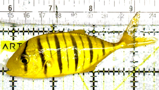 Gold Black Pilot Fish GBPF060601 WYSIWYG Size: M 3.75" approx
