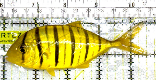 Gold Black Pilot Fish GBPF060602 WYSIWYG Size: L 4.5" approx