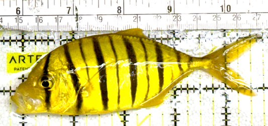 Gold Black Pilot Fish GBPF060603 WYSIWYG Size: L 4.75" approx