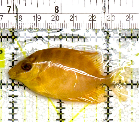Golden Rabbitfish GR060701 WYSIWYG Size: S 2.5" approx
