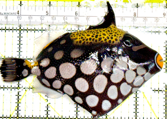 Clown Triggerfish CT060601 WYSIWYG Size: L 5.5" approx