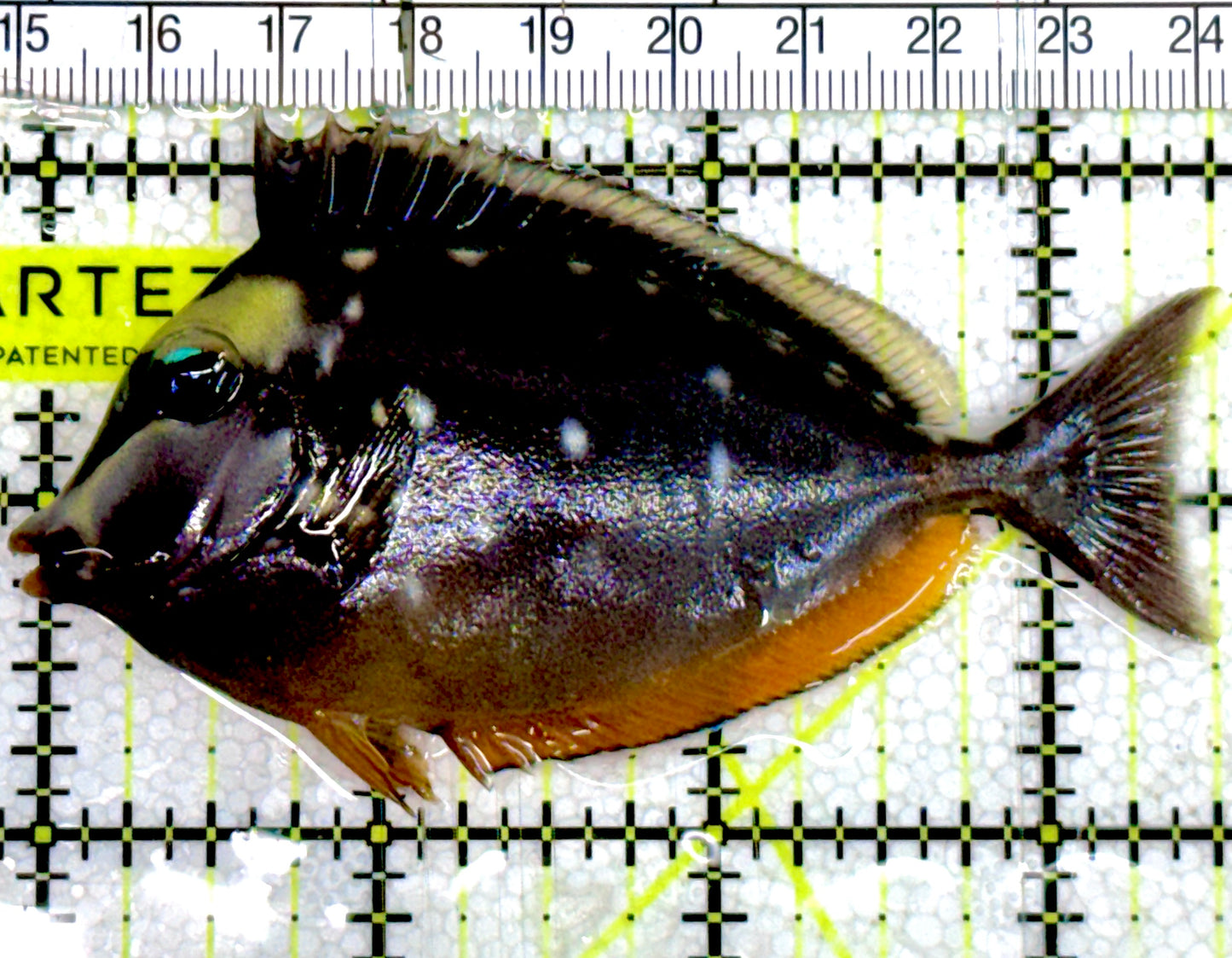 Naso Tang NT060602 WYSIWYG Size: M  3.5" Approx