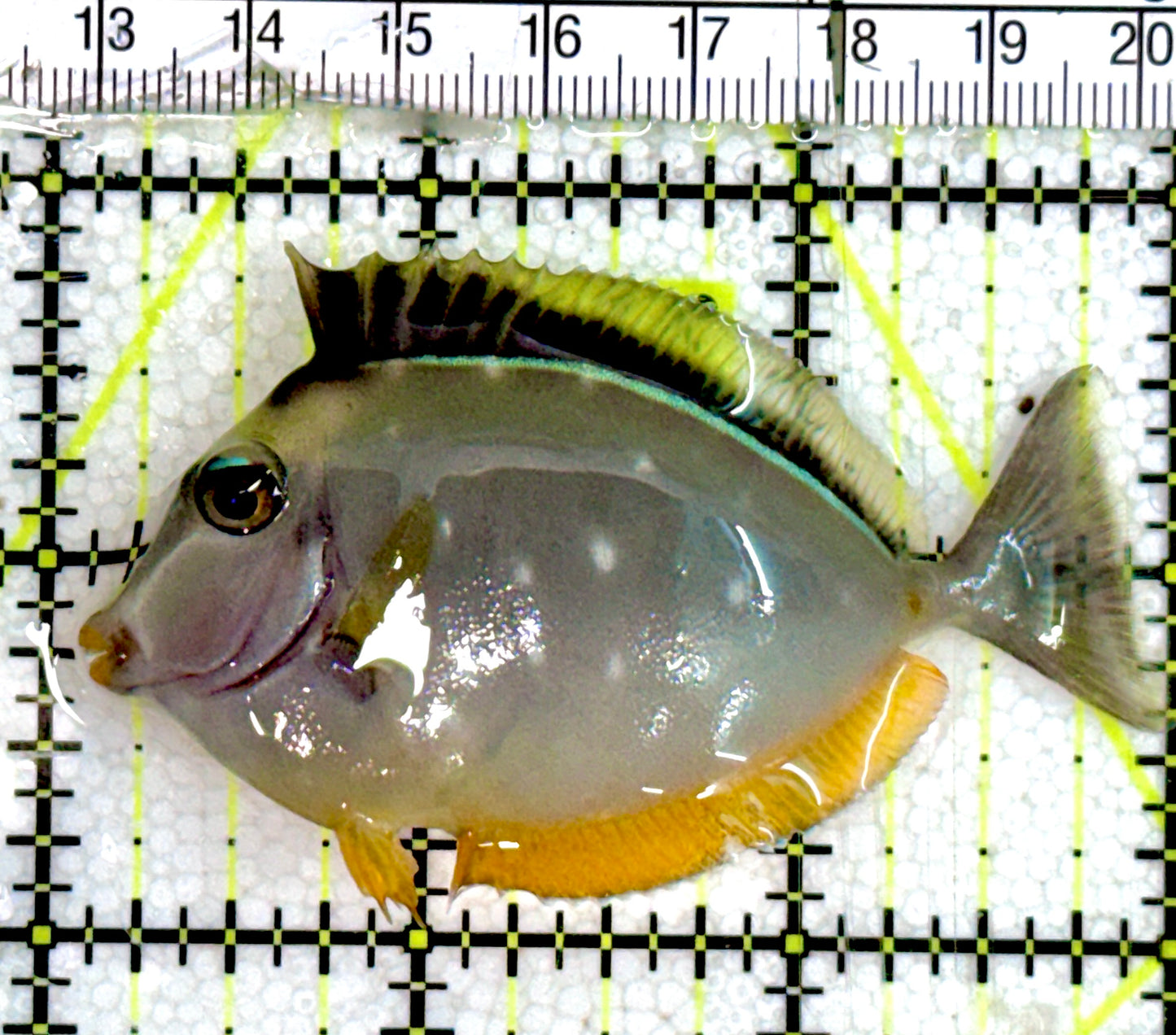 Naso Tang NT060603 WYSIWYG Size: M  3" Approx