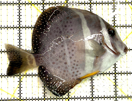 Mustard Guttatus Tang MGT061207 WYSIWYG Size: L 5" approx