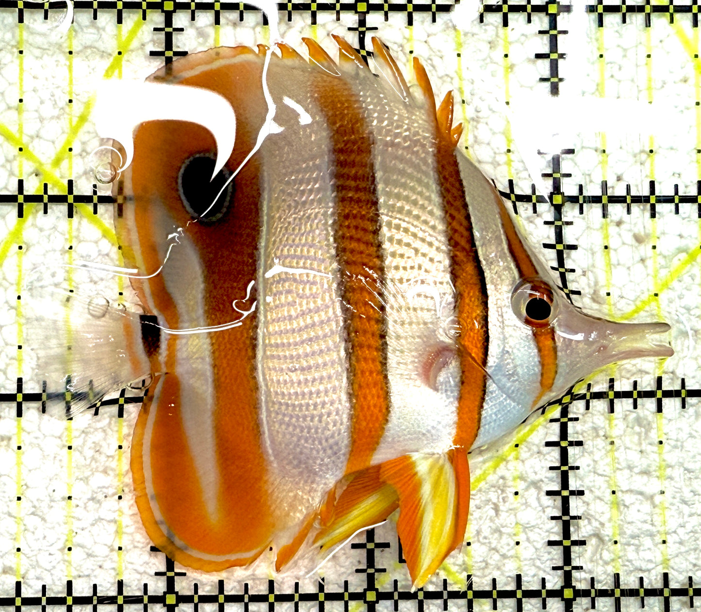 Copperband Butterflyfish CB061201 WYSIWYG Size: ML 3.25" approx