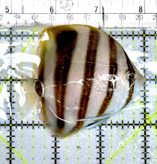 Hi Fin Coradion Butterflyfish HFCB060701 WYSIWYG Size: M  3” approx