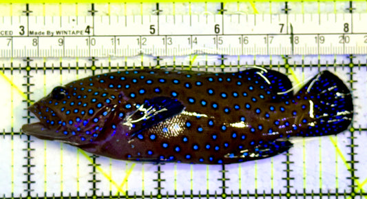 Argus Grouper AG051501 WYSIWYG Size: ML 5"