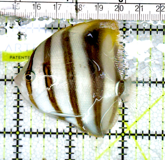 Hi Fin Coradion Butterflyfish HFCB060703 WYSIWYG Size: M 2.5” approx