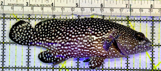 White Spotted Grouper WSG051501 WYSIWYG Size: XL 5.75”