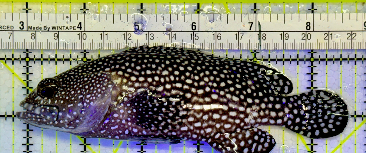 White Spotted Grouper WSG051501 WYSIWYG Size: XL 5.75”