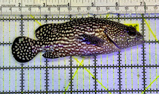 White Spotted Grouper WSG051502 WYSIWYG Size: XL 5.5”