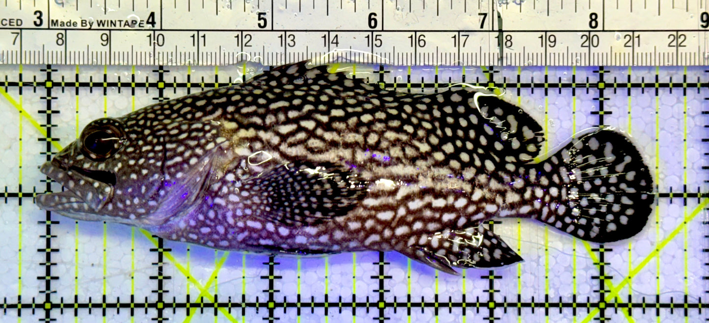 White Spotted Grouper WSG051502 WYSIWYG Size: XL 5.5”