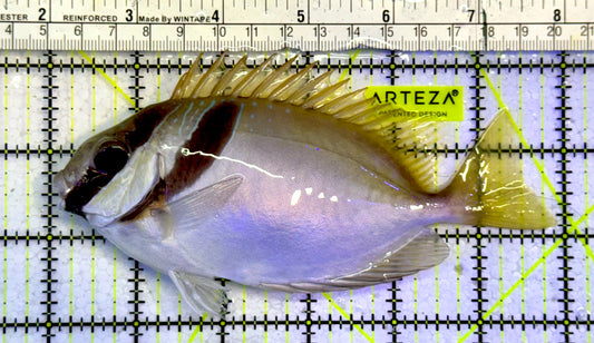 Scribbled Rabbitfish SRF051406 WYSIWYG Size: XL 5.75”