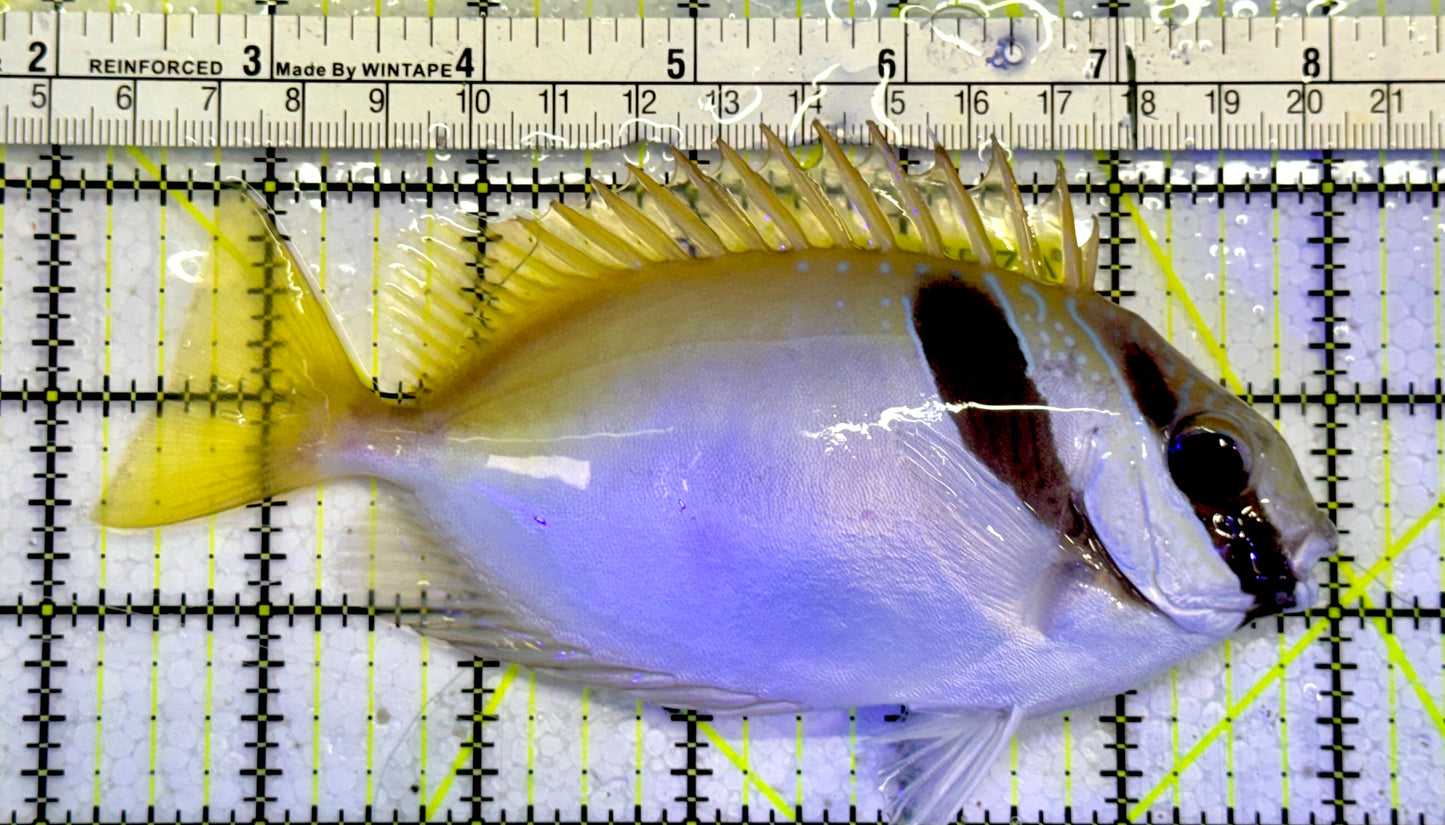 Scribbled Rabbitfish SRF051406 WYSIWYG Size: XL 5.75”