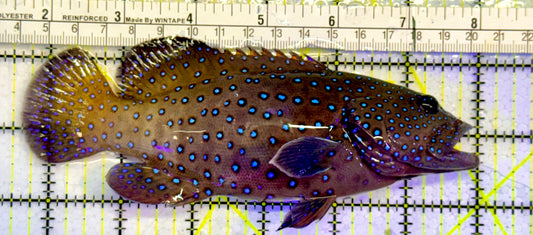 Argus Grouper AG051502 WYSIWYG Size: XL 6.25”