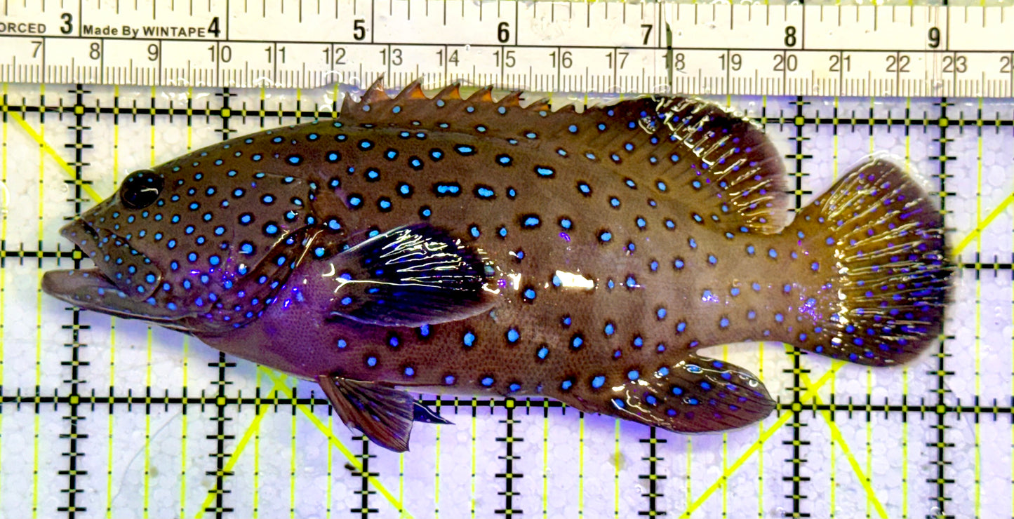 Argus Grouper AG051502 WYSIWYG Size: XL 6.25”