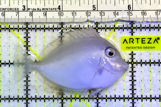 Unicorn Tang UT051605 WYSIWYG Size: M 3.25”