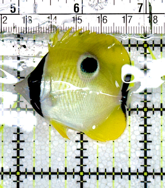 Teardrop Butterflyfish TB060601 WYSIWYG Size : M 2" approx