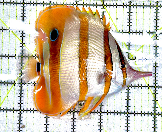 Copperband Butterflyfish CB060602 WYSIWYG Size: XXL 5.25"Approx