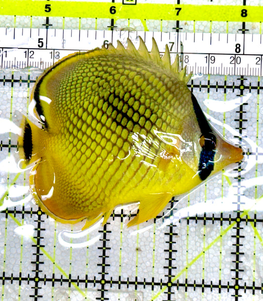 Raffle's Latticed Butterflyfish RLB060603 WYSIWYG Size: L 3.5" approx