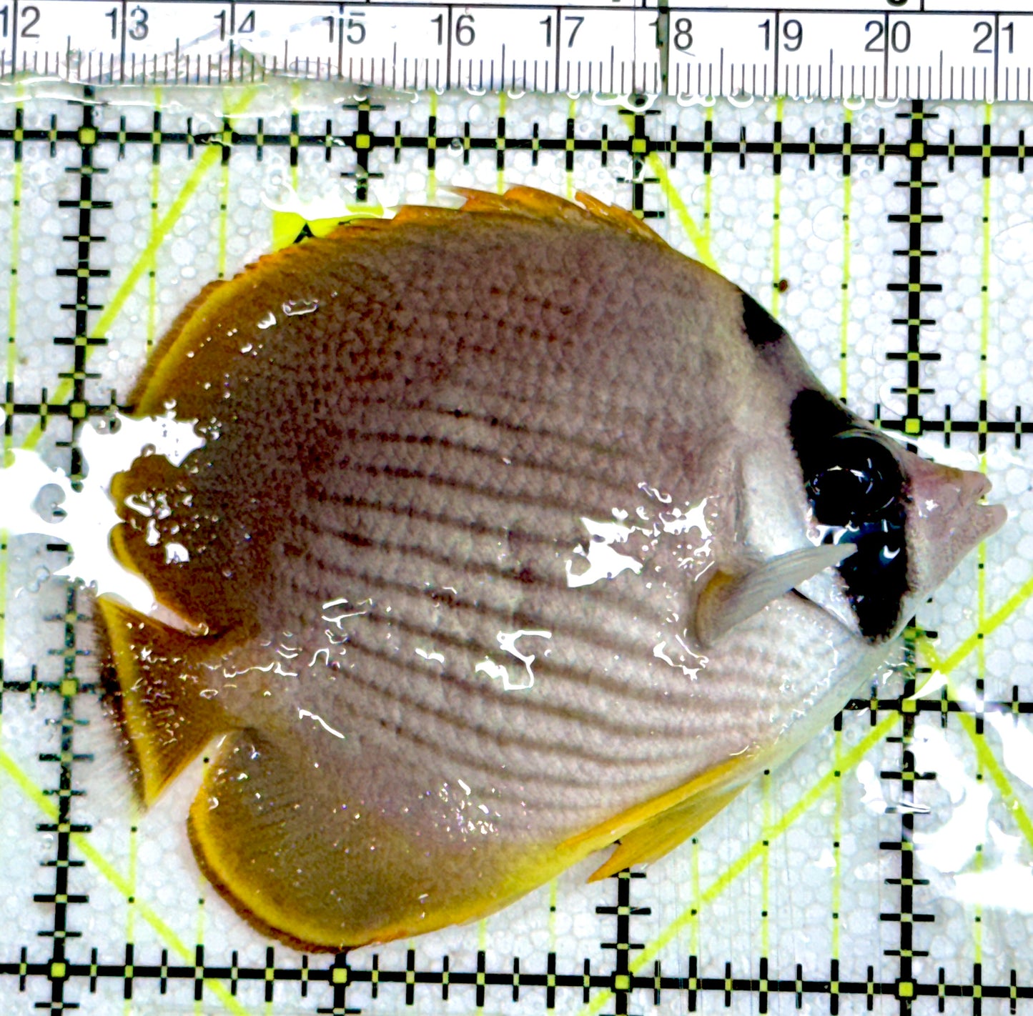 Philippine Panda Butterflyfish PPB060601  WYSIWYG Size: M 3.25" approx