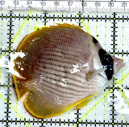 Philippine Panda Butterflyfish PPB060601  WYSIWYG Size: M 3.25" approx