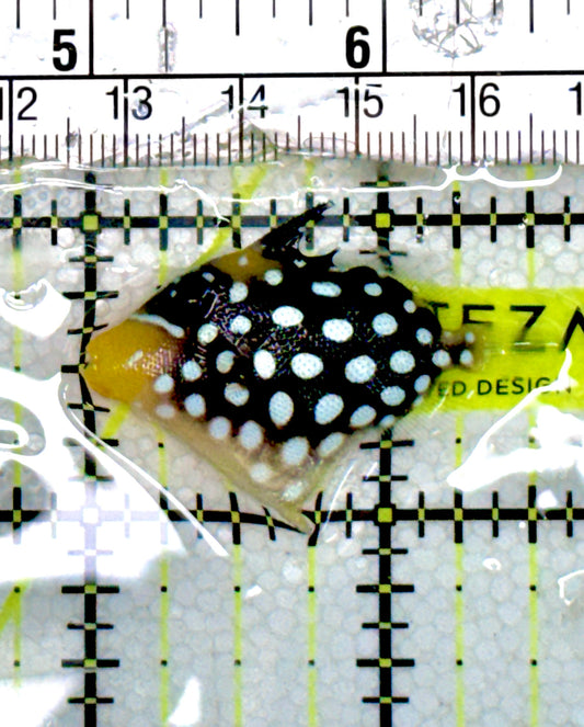 Clown Triggerfish CT060601 WYSIWYG Size: S 1.5" approx