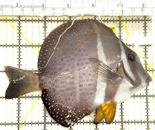 Mustard Guttatus Tang MGT061208 WYSIWYG Size: XL 5.75" approx