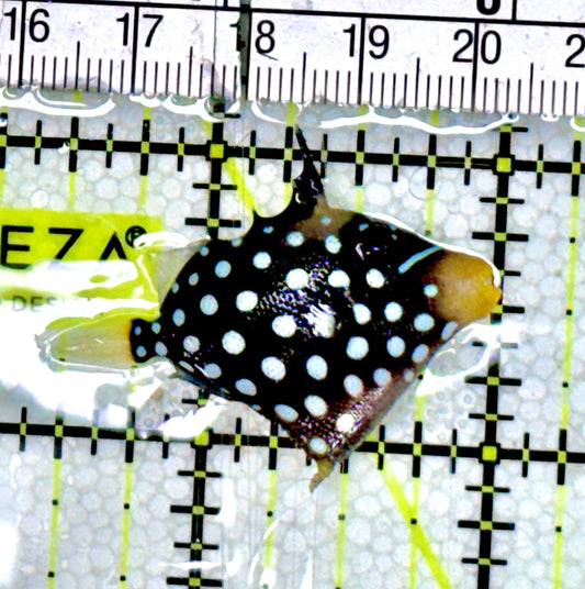 Clown Triggerfish CT060602 WYSIWYG Size: S 1.5" approx