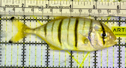 Gold Black Pilot Fish GBF051501 WYSIWYG Size: L 4.5"