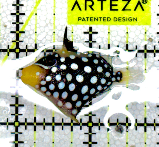 Clown Triggerfish CT060604 WYSIWYG Size: S 1.75" approx
