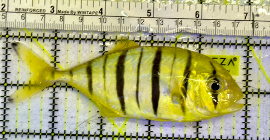 Gold Black Pilot Fish GBF051502 WYSIWYG Size: L 5"