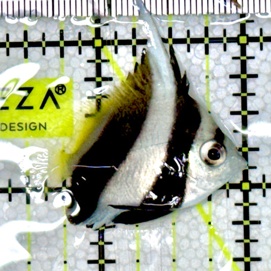 Heniochus Butterflyfish HB060602 WYSIWYG Size: S 1.5" approx