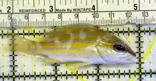 Blueline Snapper BS051502 WYSIWYG Size: M 3"
