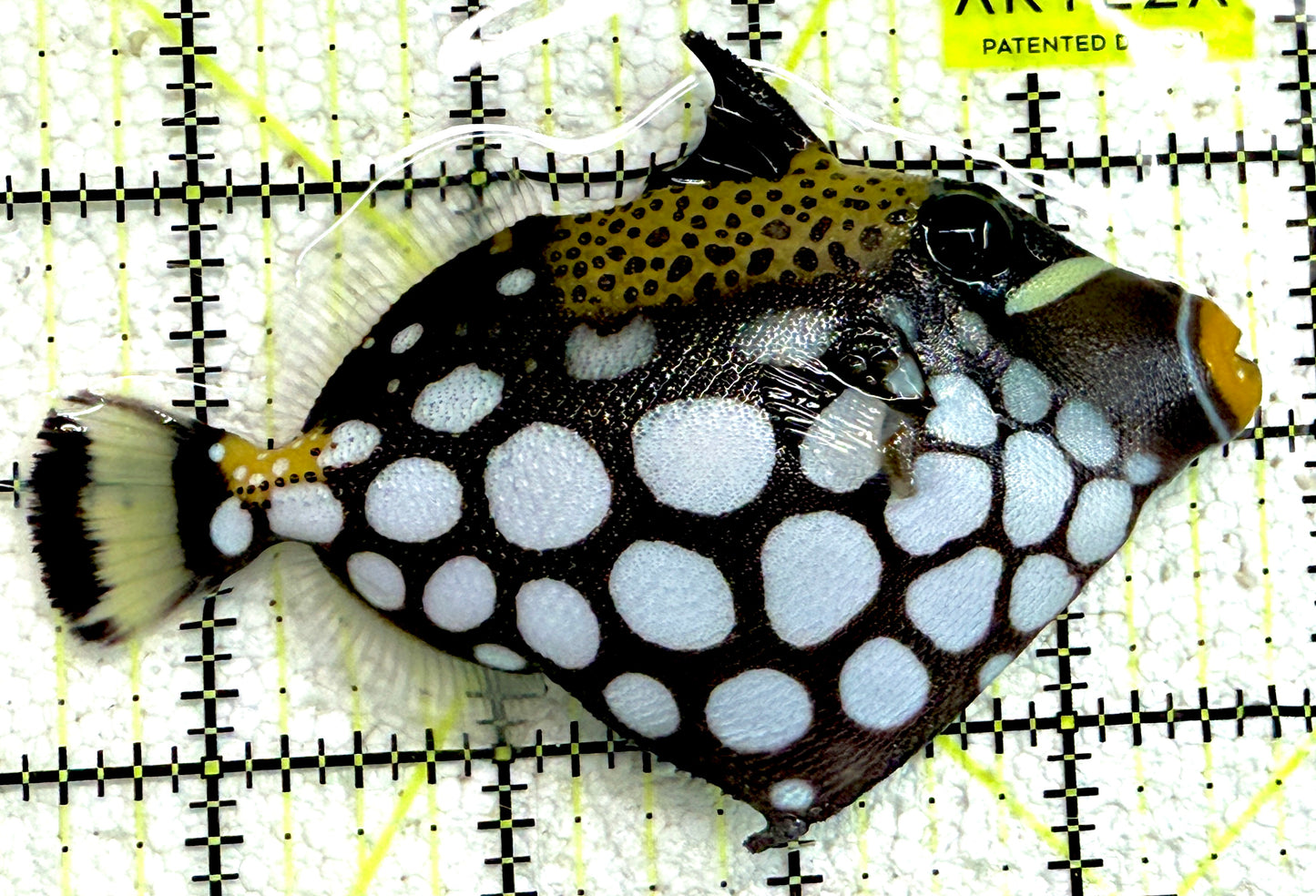 Clown Triggerfish CT061303 WYSIWYG Size: ML 4.25" approx