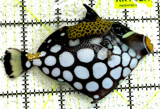 Clown Triggerfish CT061303 WYSIWYG Size: ML 4.25" approx
