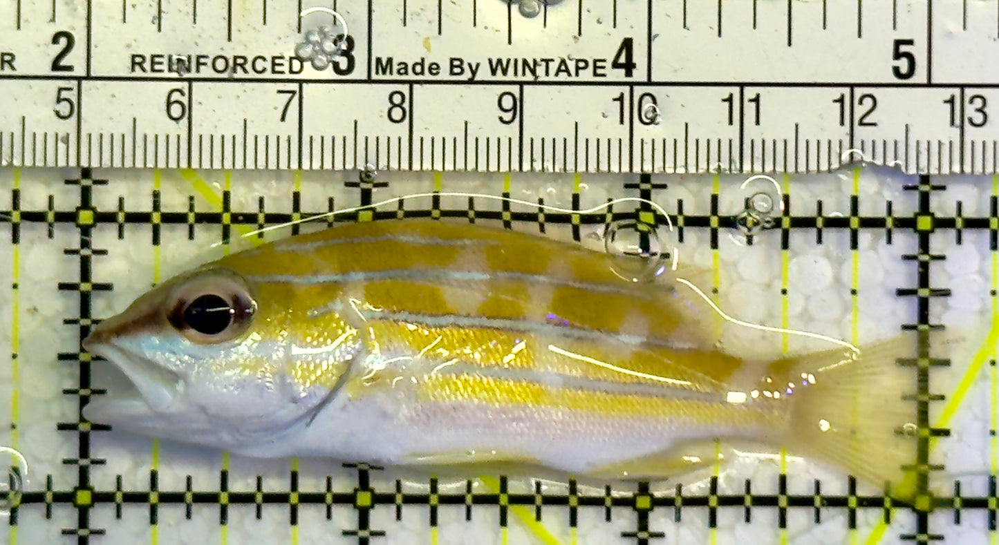 Blueline Snapper BS051502 WYSIWYG Size: M 3"