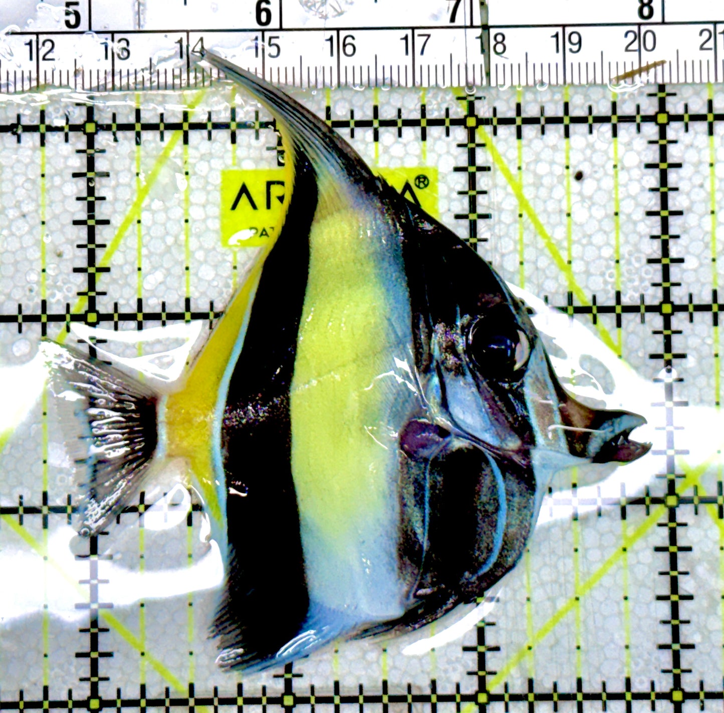 Moorish Idol MI060603 WYSIWYG Size: ML 3.25"approx