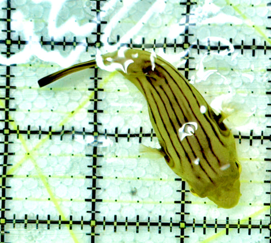 Manila Lined Pufferfish MLP060601 WYSIWYG Size: S  3" approx